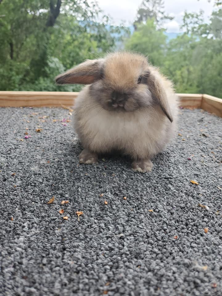 Top Hops Rabbitry