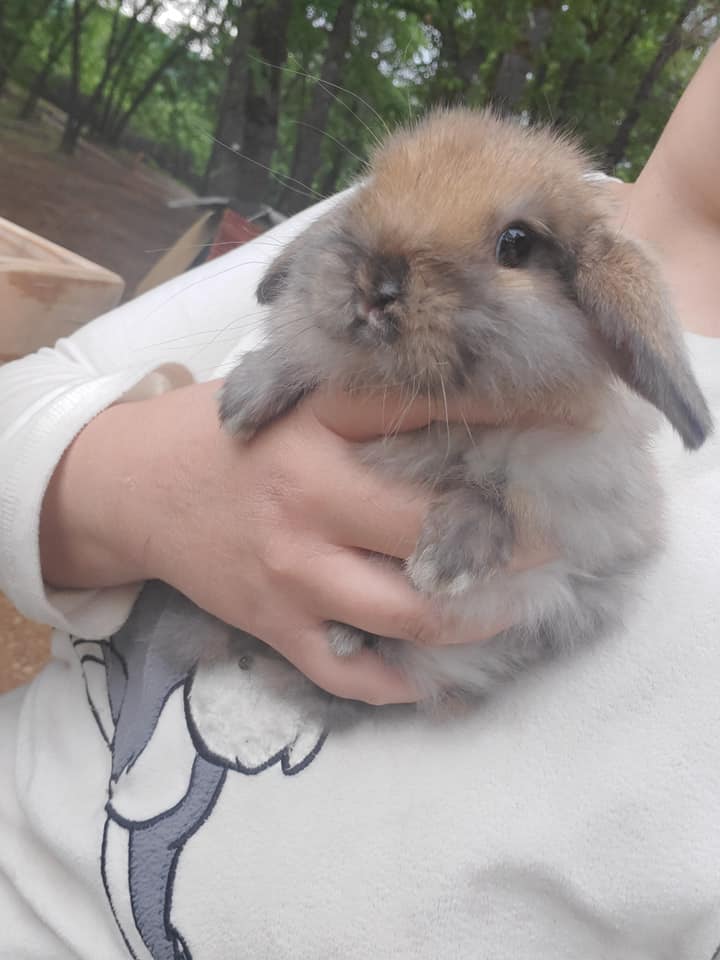 Top Hops Rabbitry