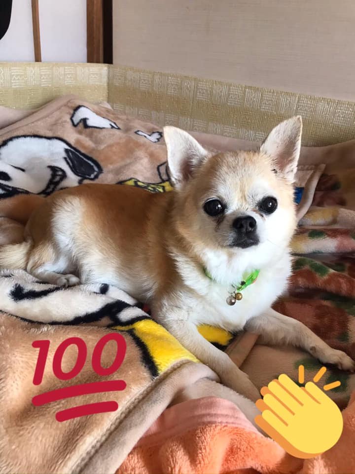 カフェドチワワ 今日はいい天気で暖かい一日でした Facebook