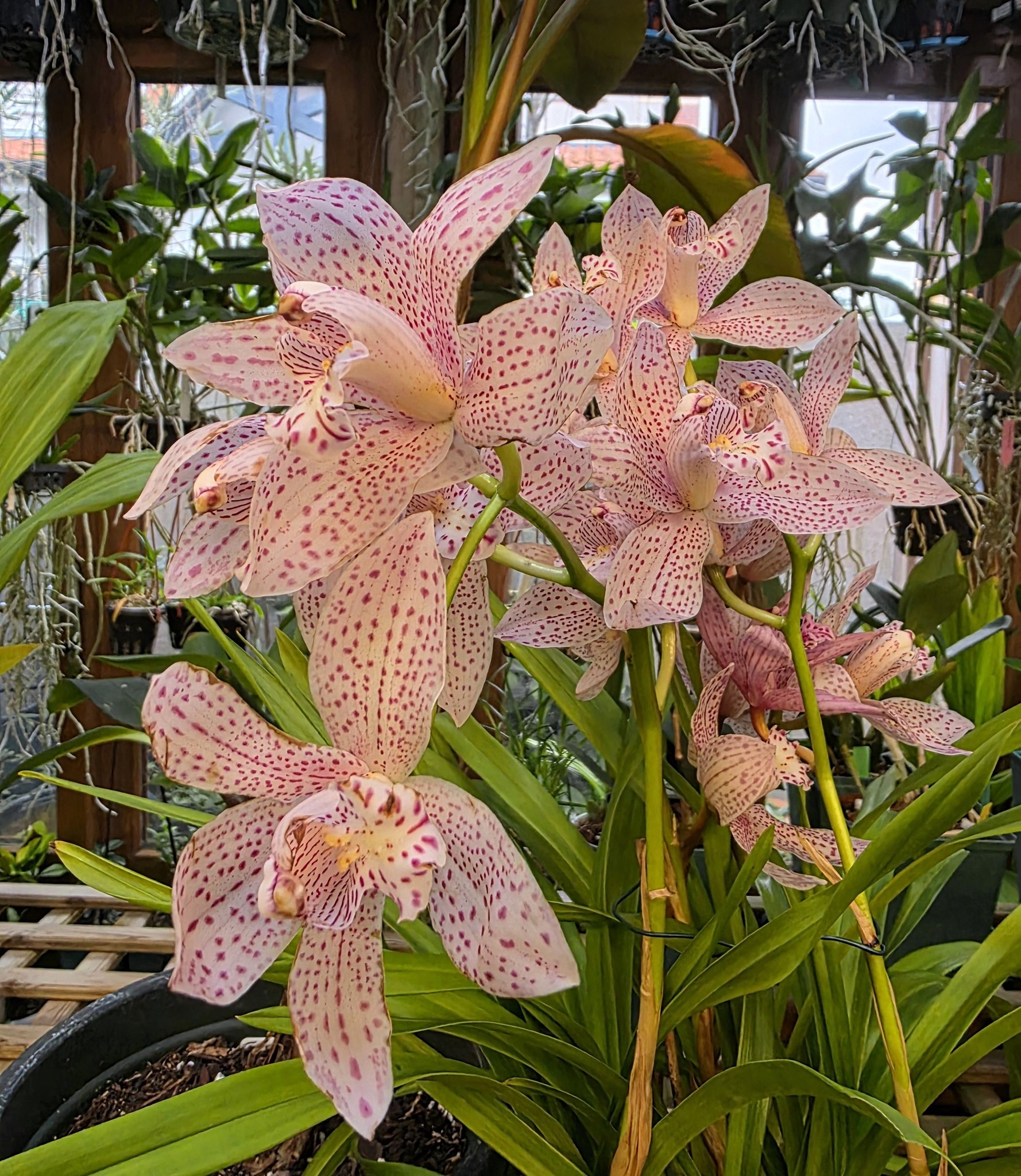 Cymbidium Enzan Knuckle 'Pink Puma' orchid