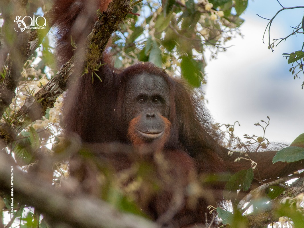 Wildlife Icons of Kinabatangan The iconic orangutan is a true arboreal ...