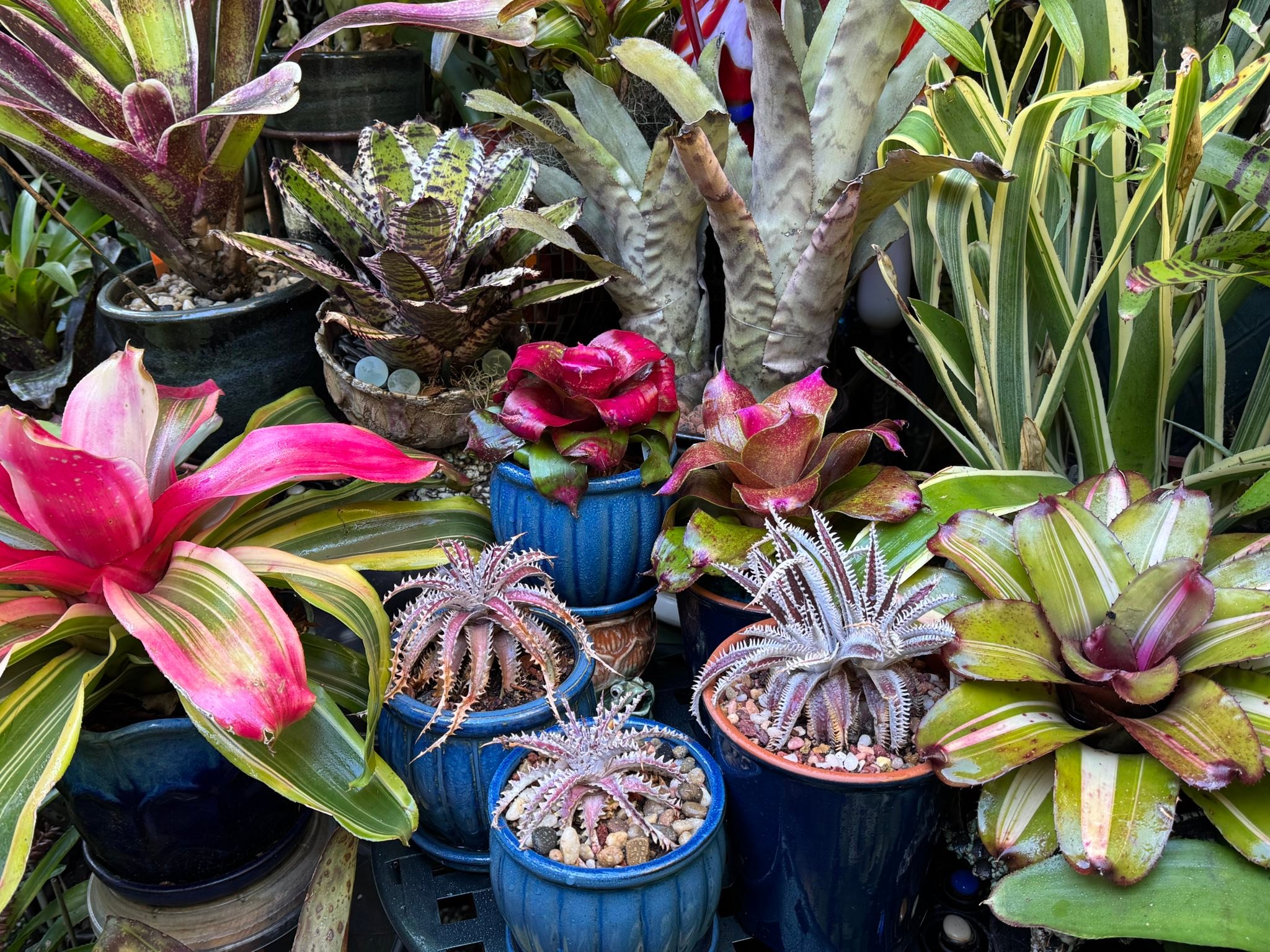 Dyckia dawsonii in my bromeliad collection