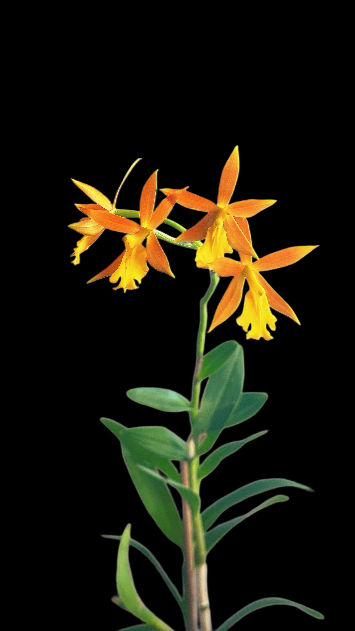 Epithechea Orange Blaze, H & R 1987 A hybrid made from Epidendrum