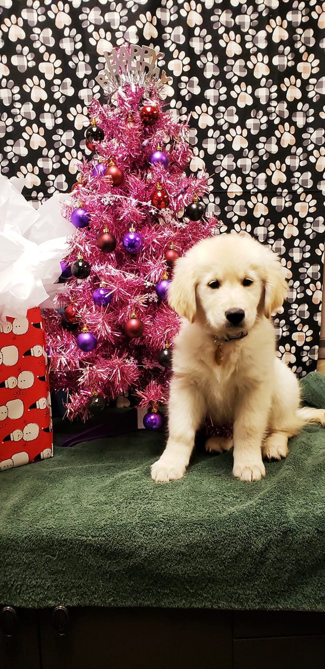 McGee Street Animal Hospital Veterinarian Norman, Oklahoma 40