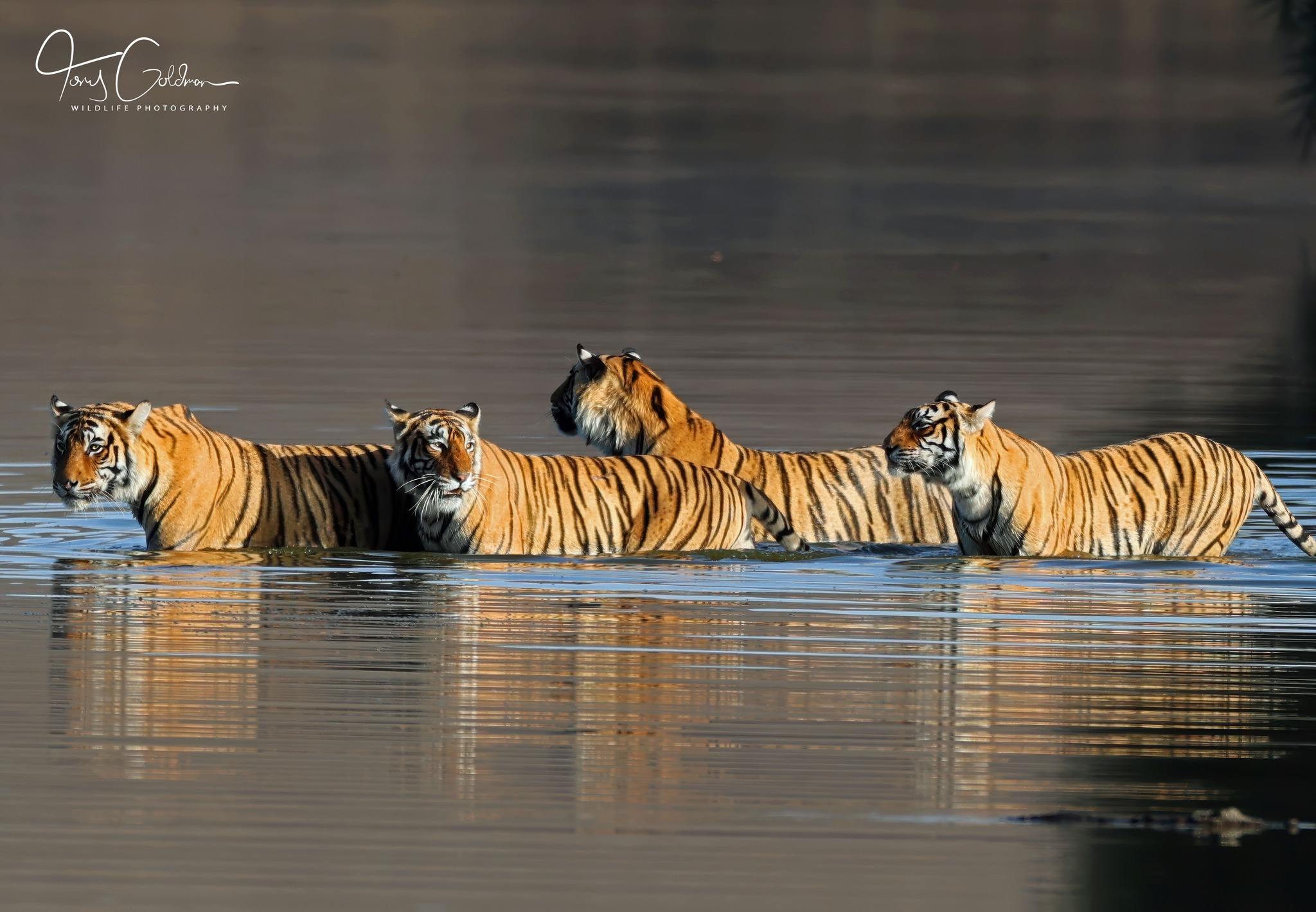 Anthony - The female tiger Riddhi and her 3 subadult cubs on a water ...