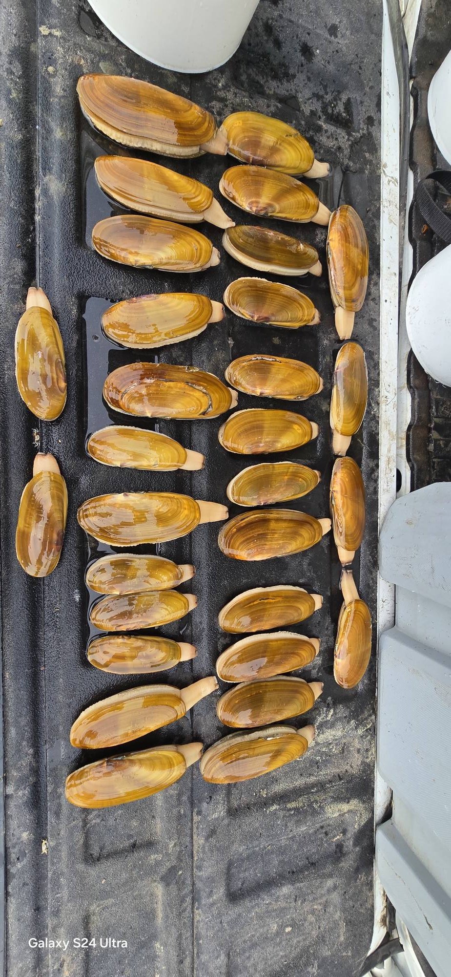 Washington State Razor Clamming | Two of the four limits from last ...