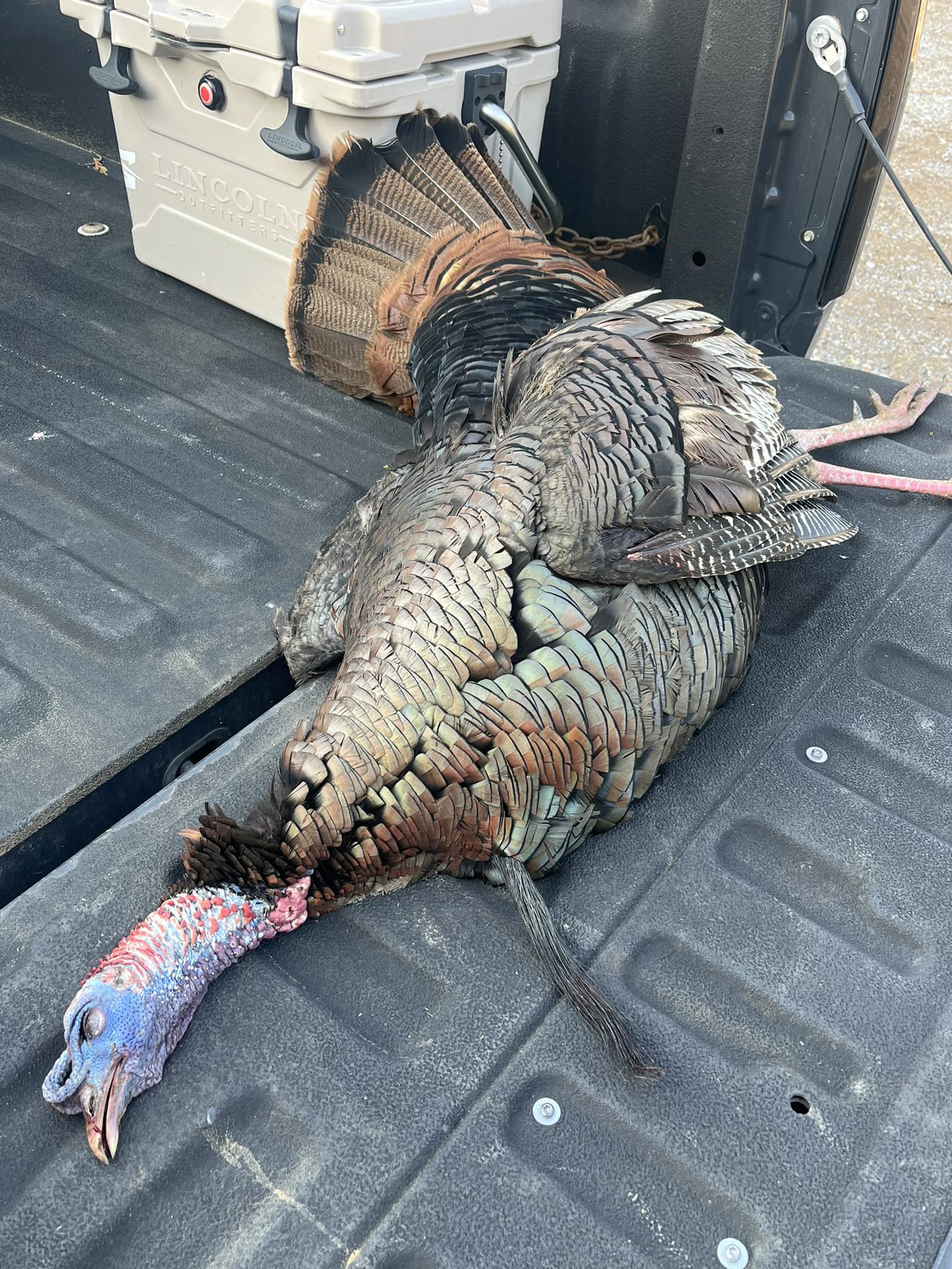 Mossberg 500 20g Jebs .565 Apex turkey ninja 8.5s 30-40
