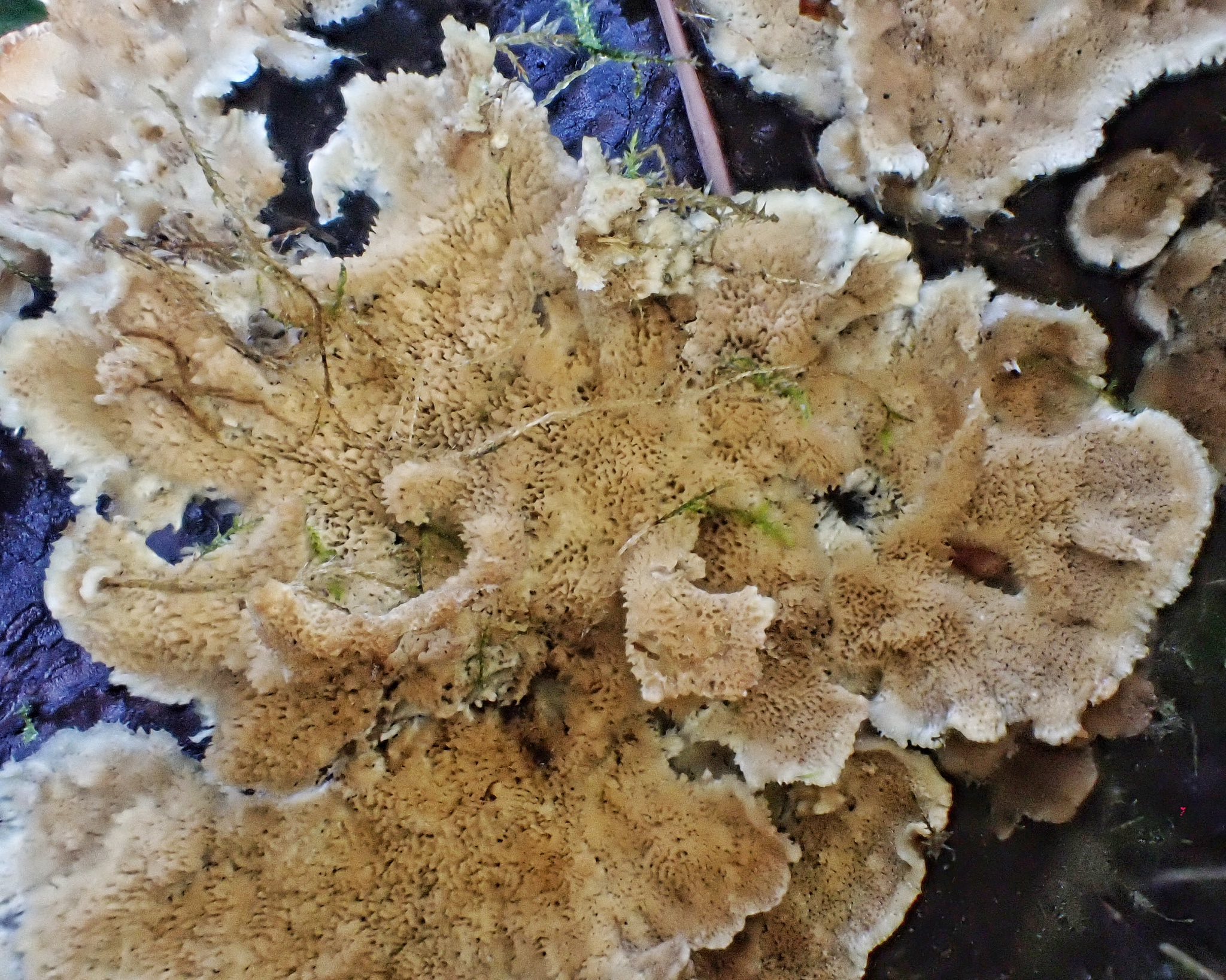 Is this phlebia tremellosa fungus? | Vancouver, WA