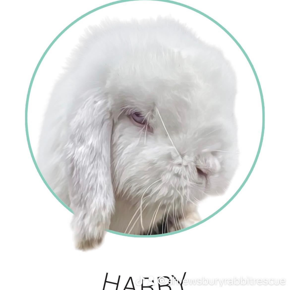 Shrewsbury Rabbit Rescue | Shrewsbury