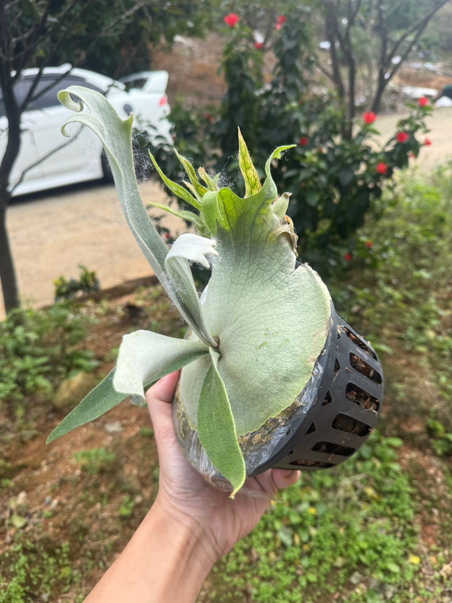 Veitchii wild sporeling from Cnx 4000含運