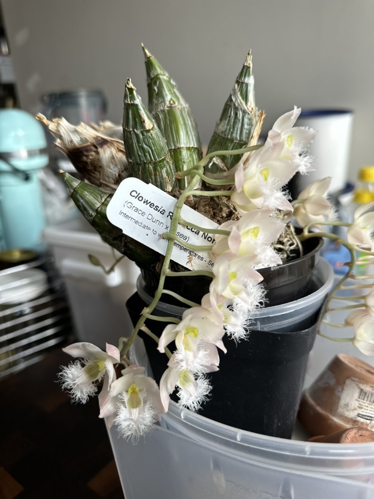 Clowesia Rebecca Northen 'Mikabi' orchid blooms with vanilla scent