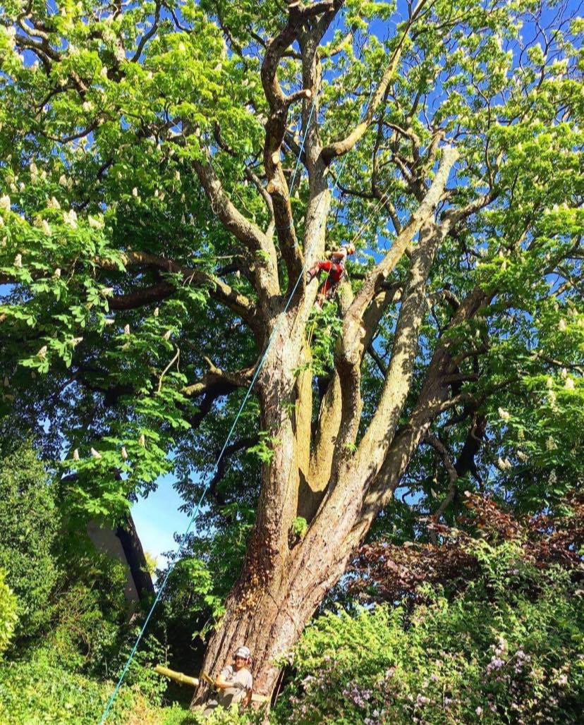 A throwback to 3 years ago... - S Draper Tree Specialists LTD | Facebook