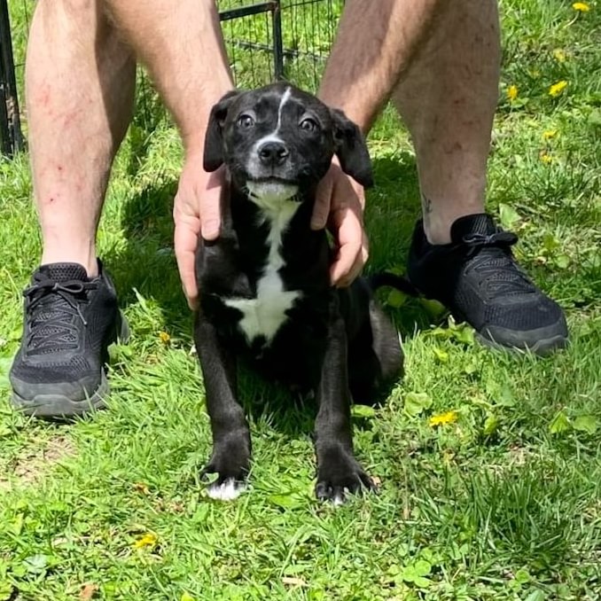 Here's little... - Project Hope Animal Rescue Foundation