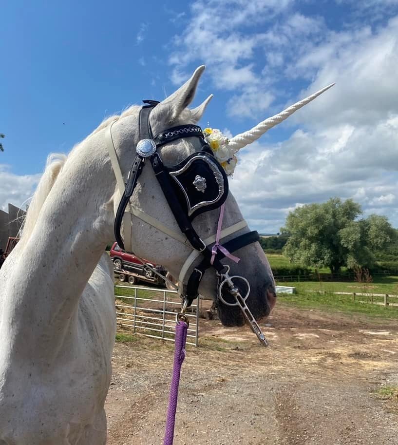 KC Riding... - KC Riding School. Supporting Kc horse rescue