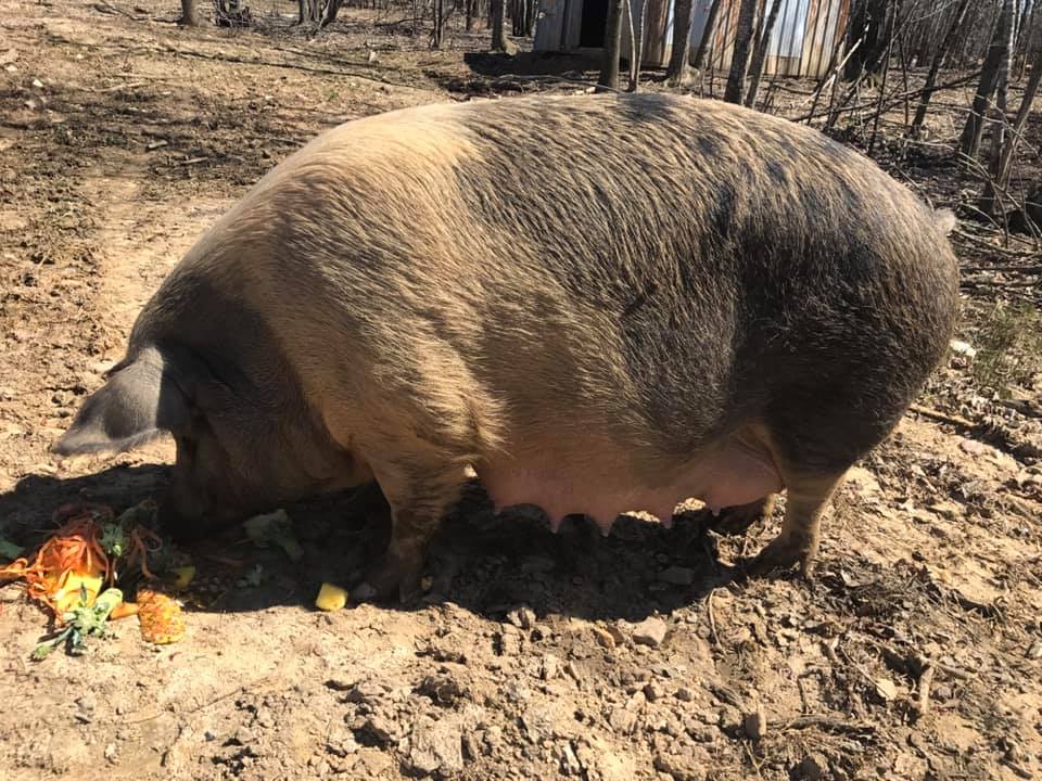 Canyon Ridge Farm | Gladys VA