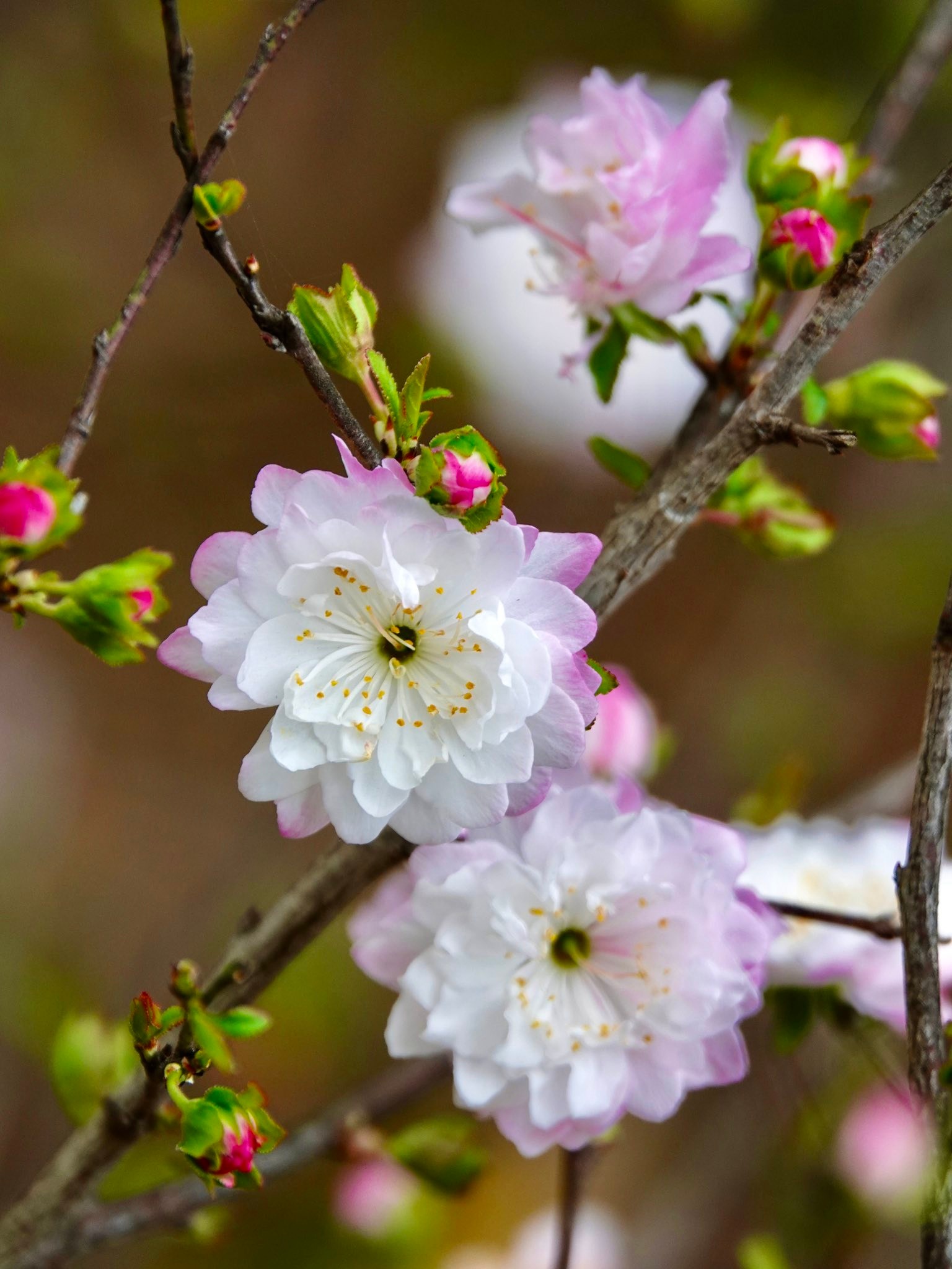 香港風景攝影會 | 郁李花（Prunus japonica）為薔薇科落葉小灌木，春季先花後葉，花色有白、粉紅兩種，花形小巧密集，極具觀賞價值 ...
