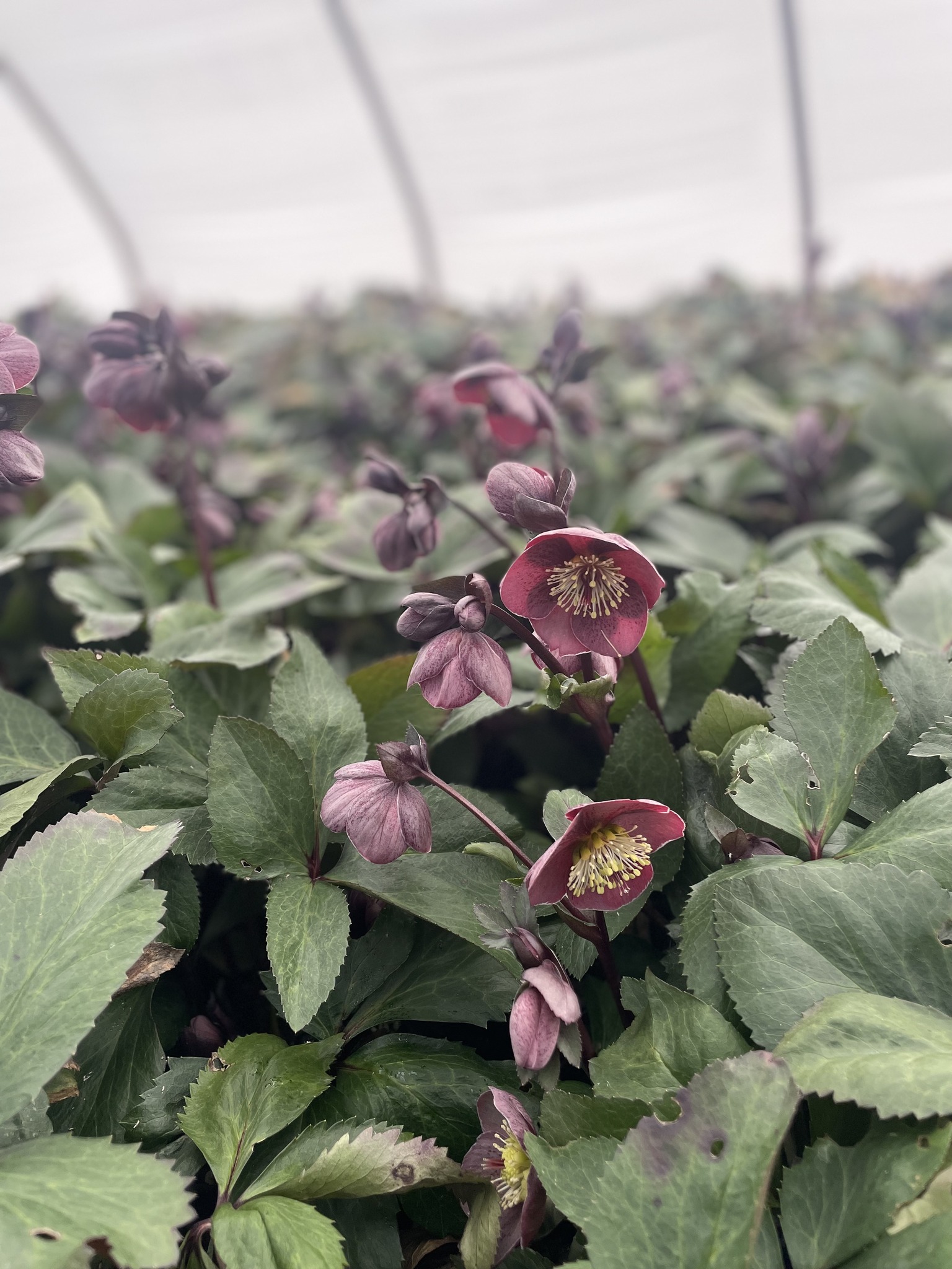 Hellebore Sale