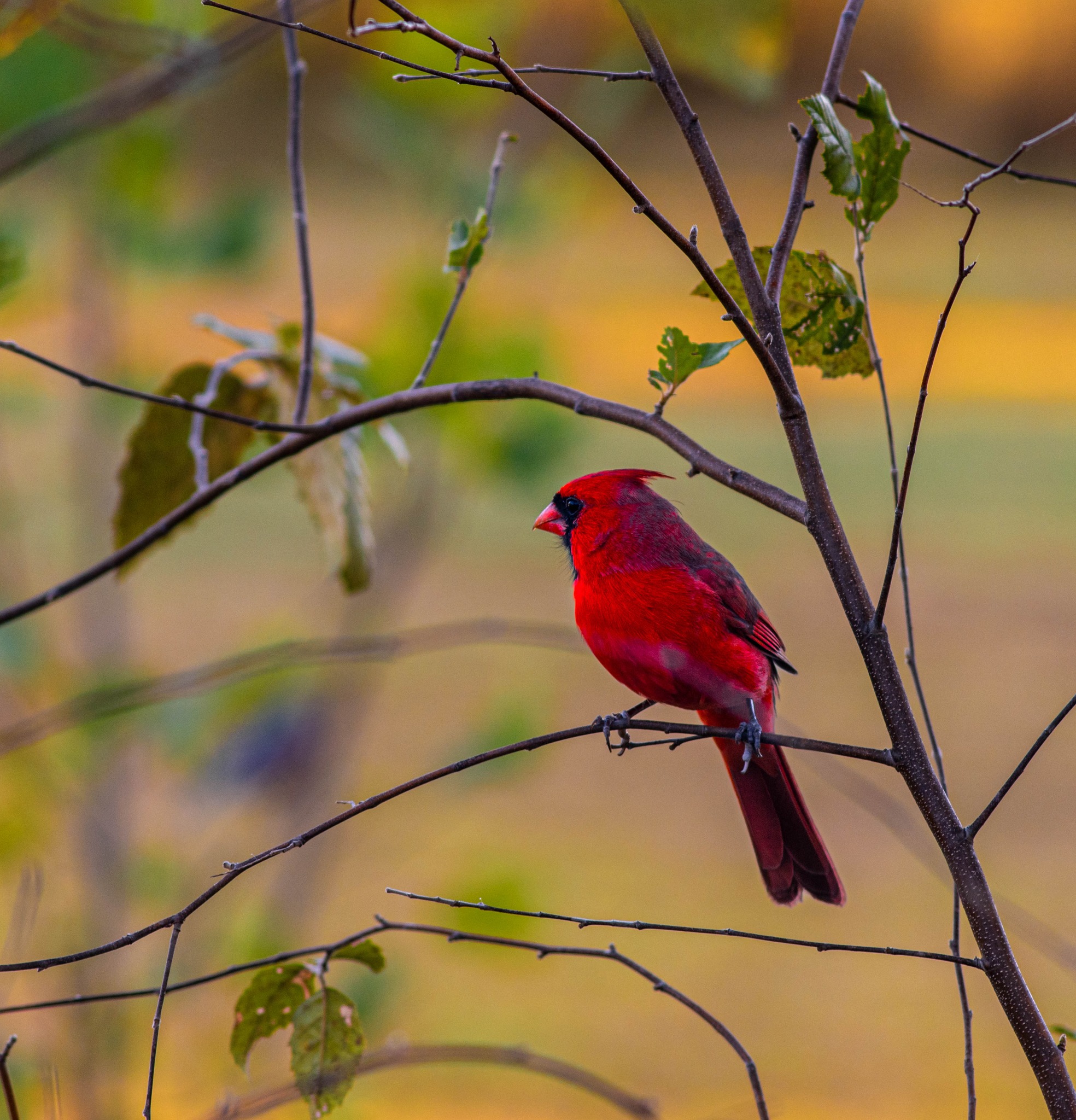 Pentax K Enthusiasts | Male Cardinal Outside Our Window | Facebook