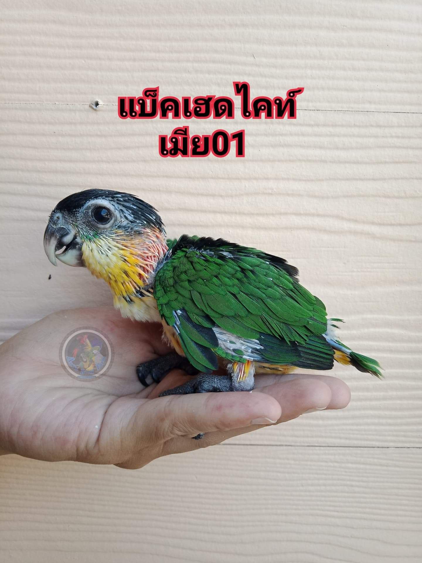 Auto Bird Farm - 👉มาเเล้วจัดเลยไม เเบล็คเฮดไคร์(เพสเมีย)...
