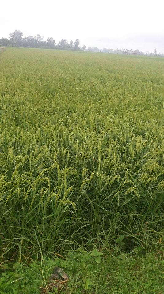 National Rice Research Program- NRRP