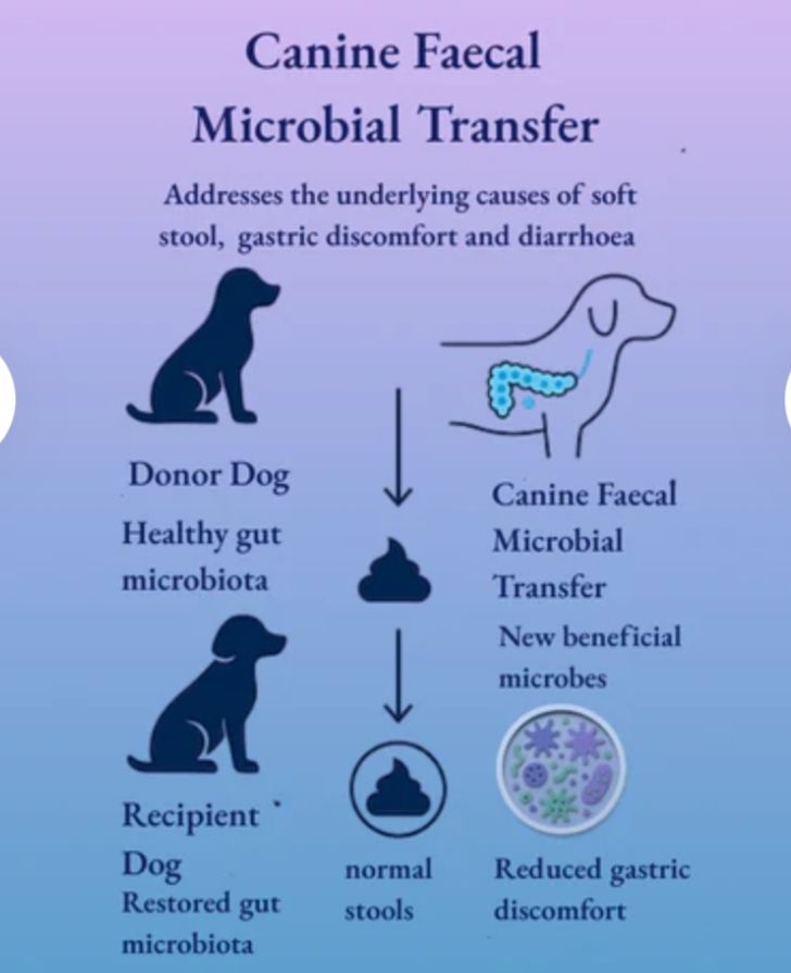 Curated visual reference: Visual Reference: All About Dog Food Hi
