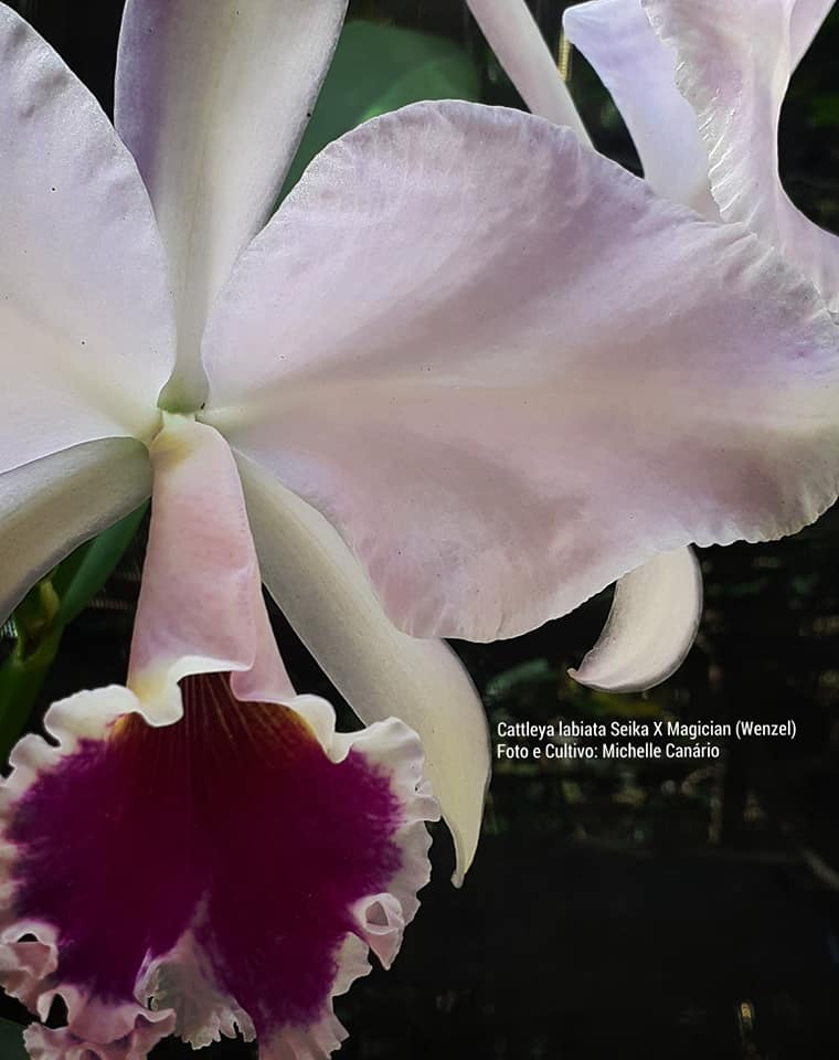 Cattleya aclandiae Albescens a new colorful result of our MZ