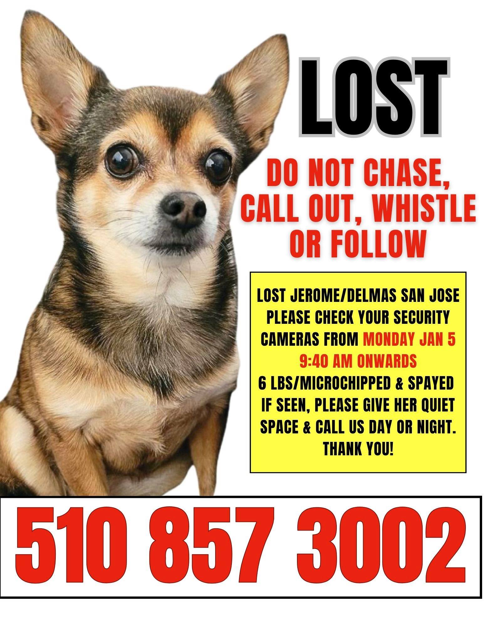 San Jose Lost Dog: Jerome St and Delmas Ave. Please call the