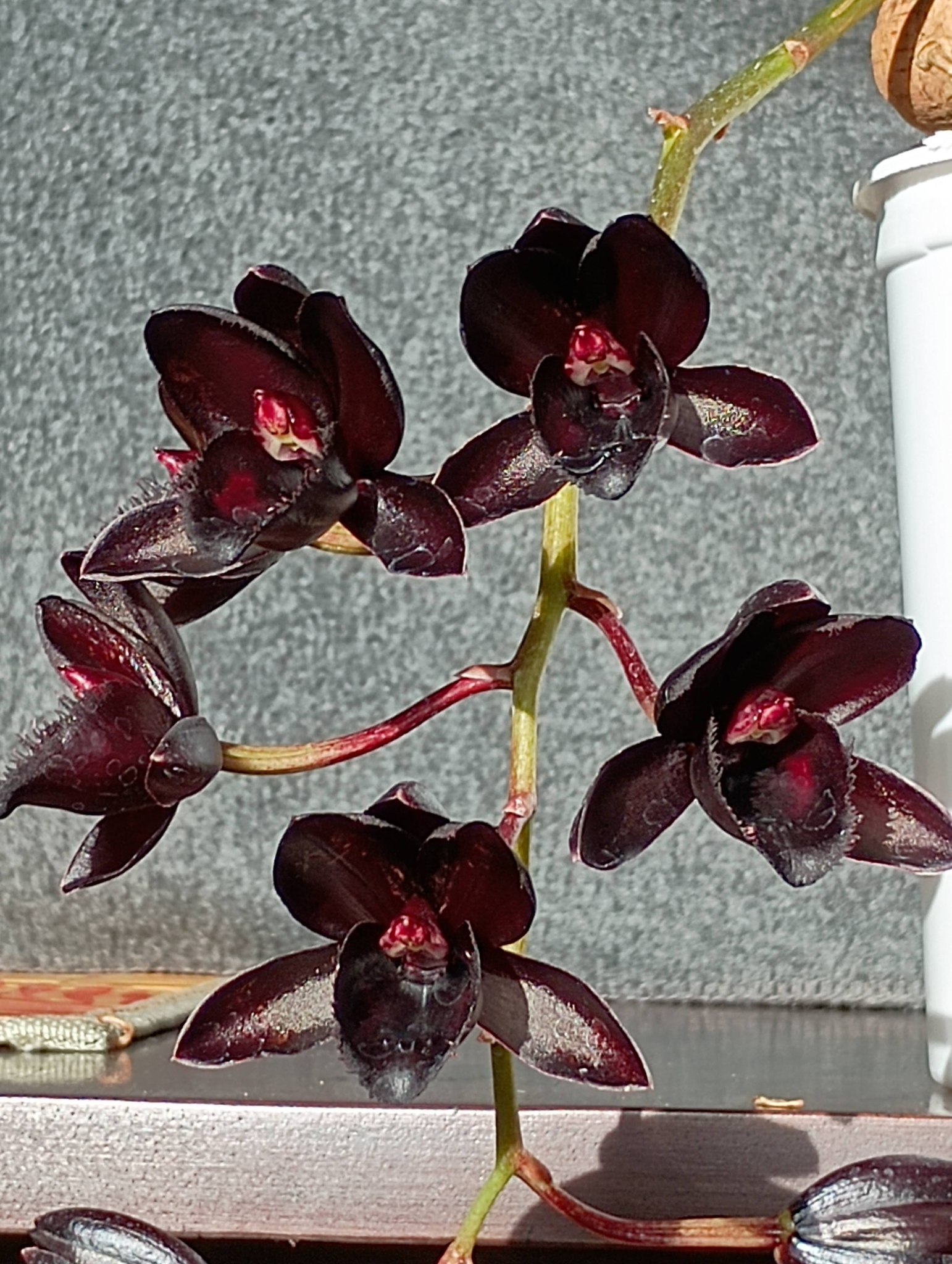 SVO Black Pearl orchid blooms with 8 dark red flowers