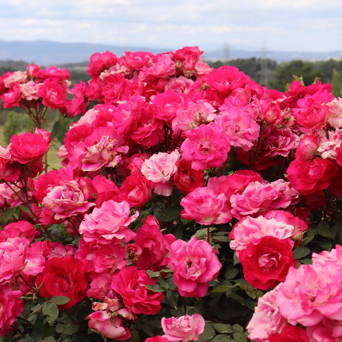Rankin's Roses - Delbard ‘Bordure Vive’ A vibrant, low... | Facebook