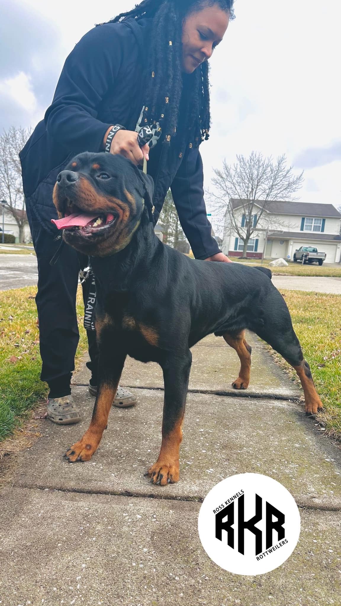 Ross Kennels Rottweilers | Indianapolis IN