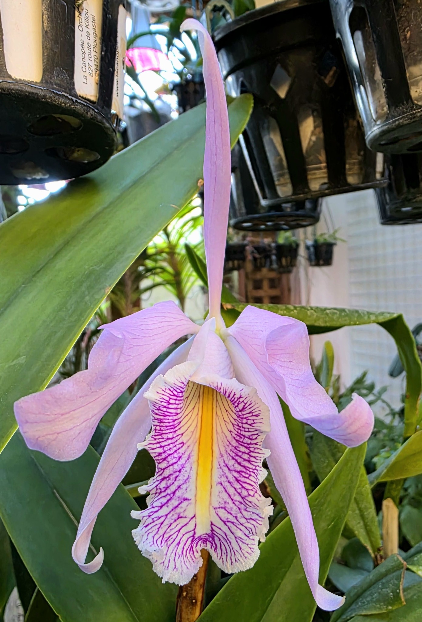 Cattleya maxima 2326 x Catt. maxima yellow lip 4N.