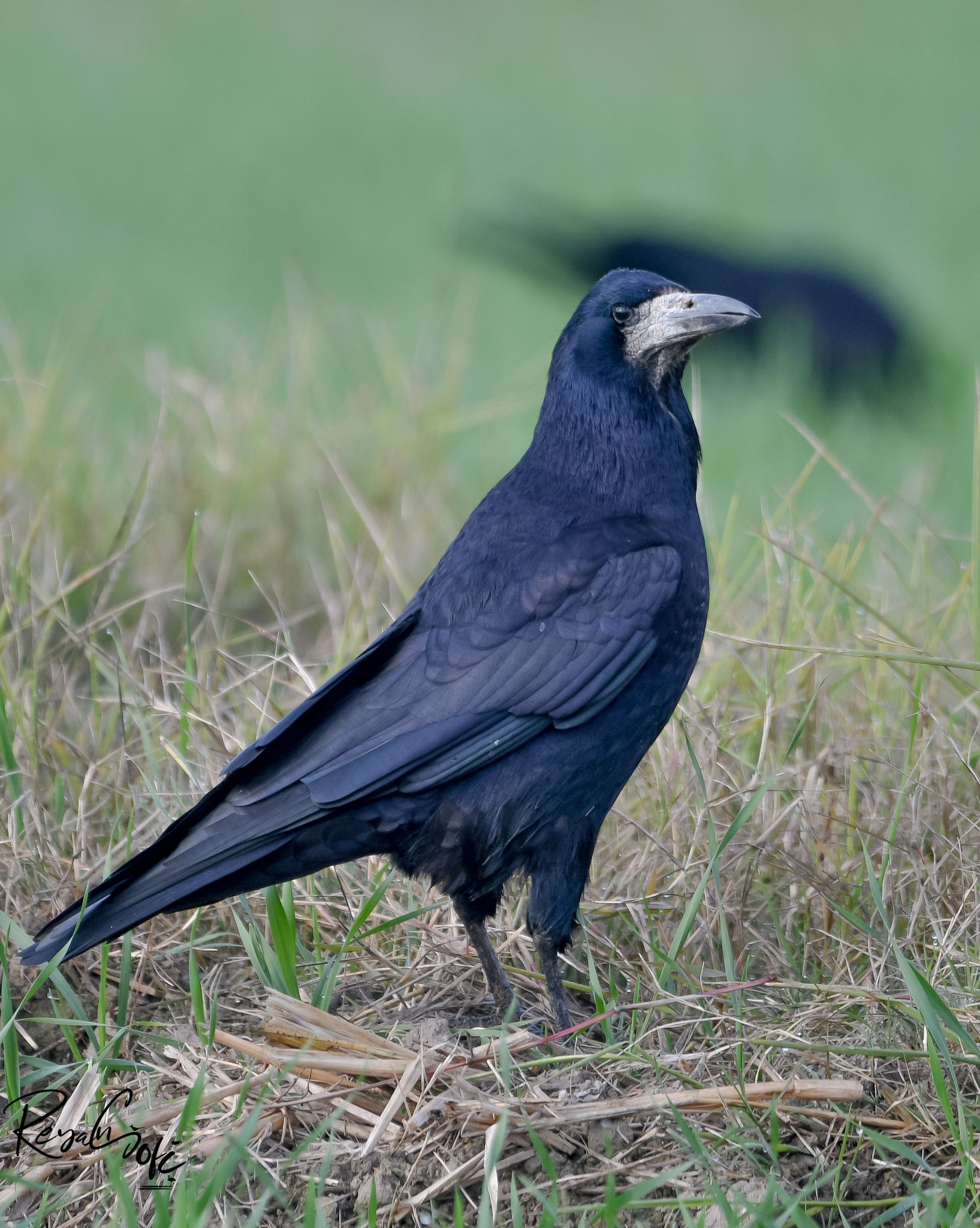 Indian Birds | Rook February 2025 Gharana wetland Jammu