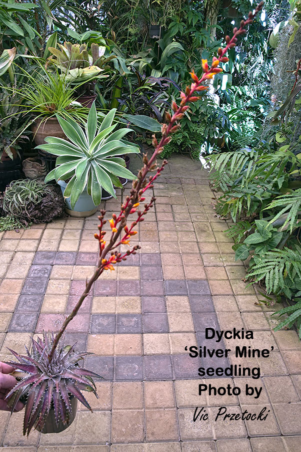 Dyckia pottiorum Silver clone
