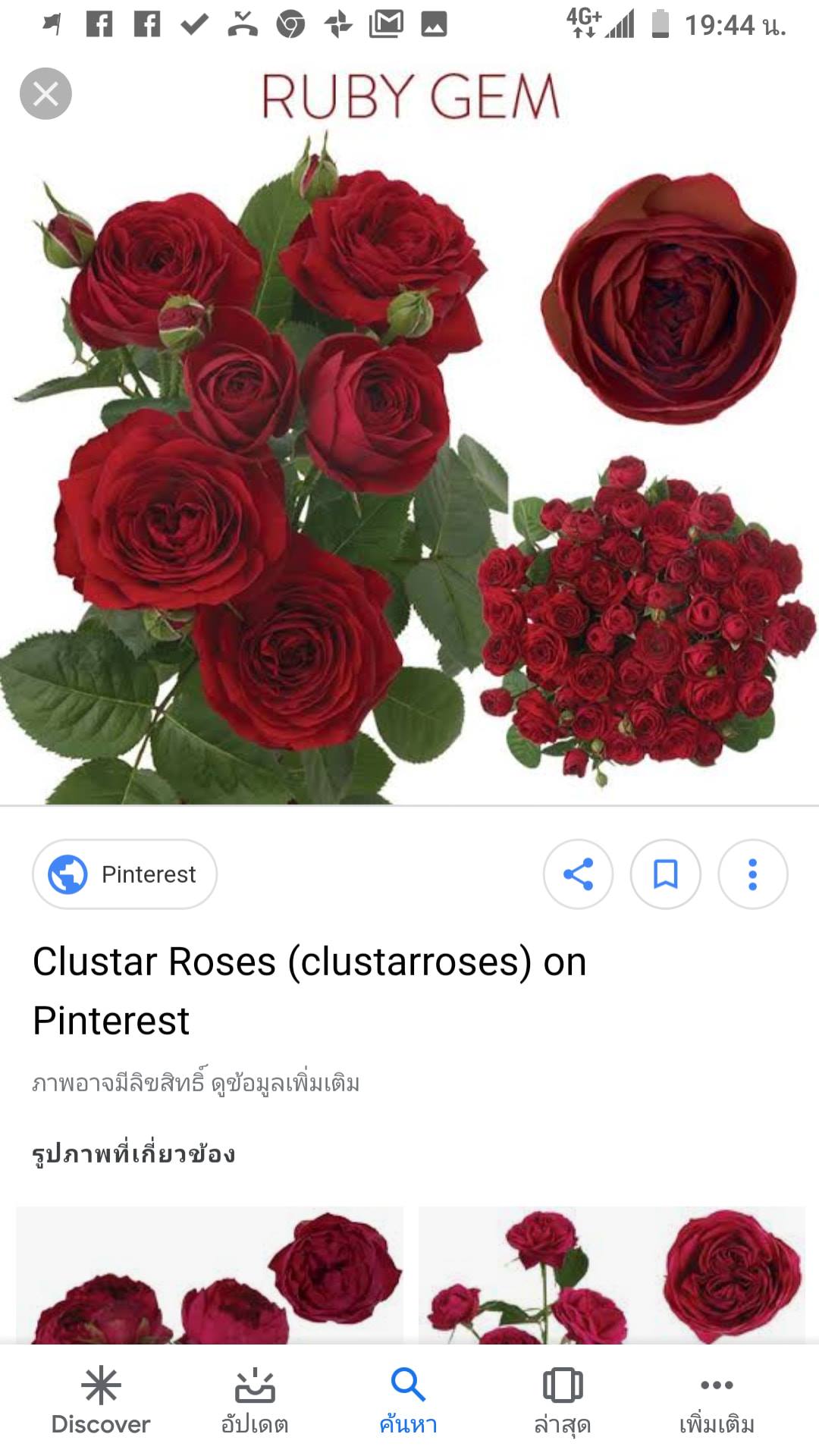 Ruby Gem Spay Rose... - CC Rose Shop Sri-Racha | Facebook