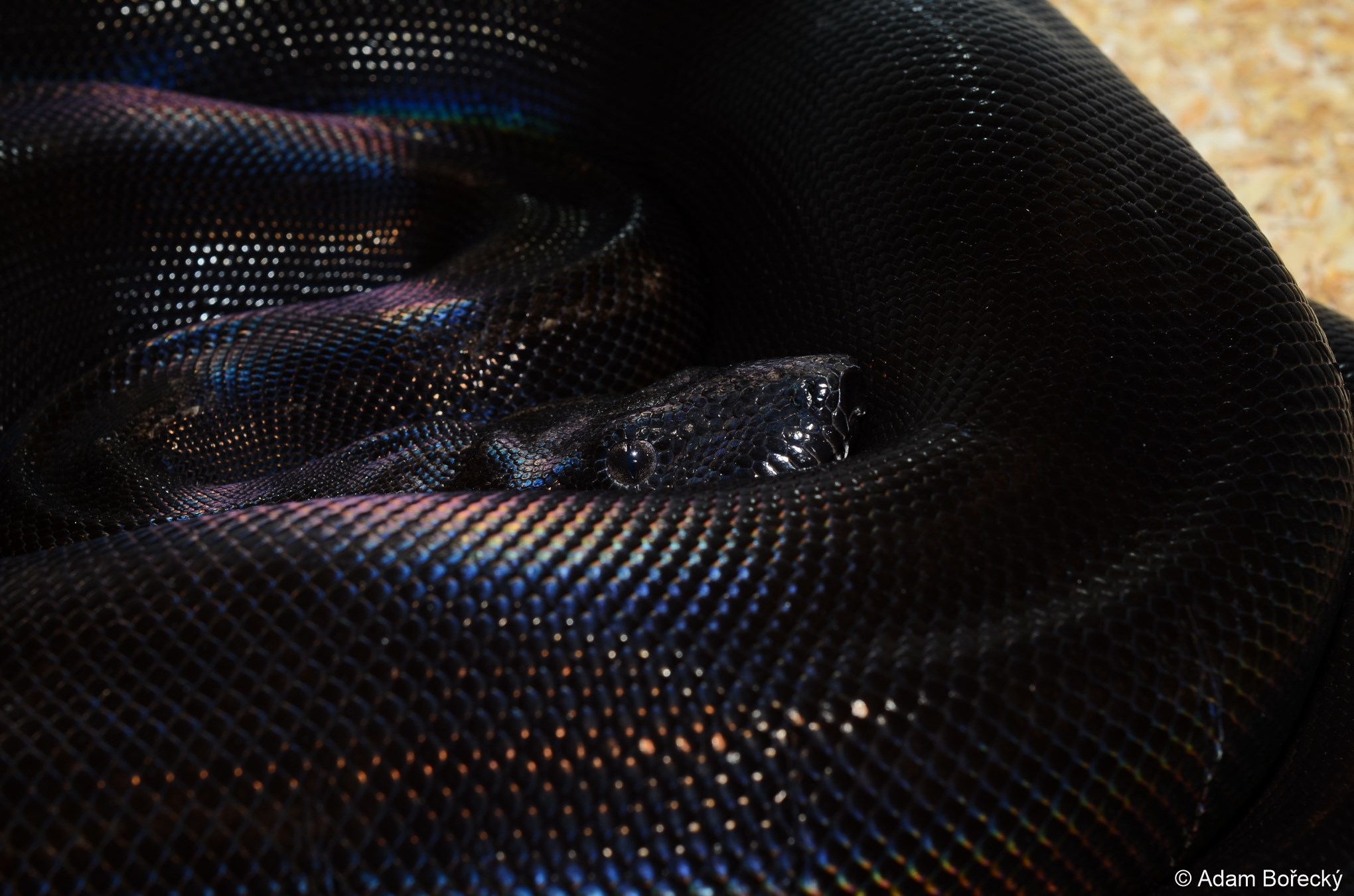 ADAM's Snakes | Moravské Knínice