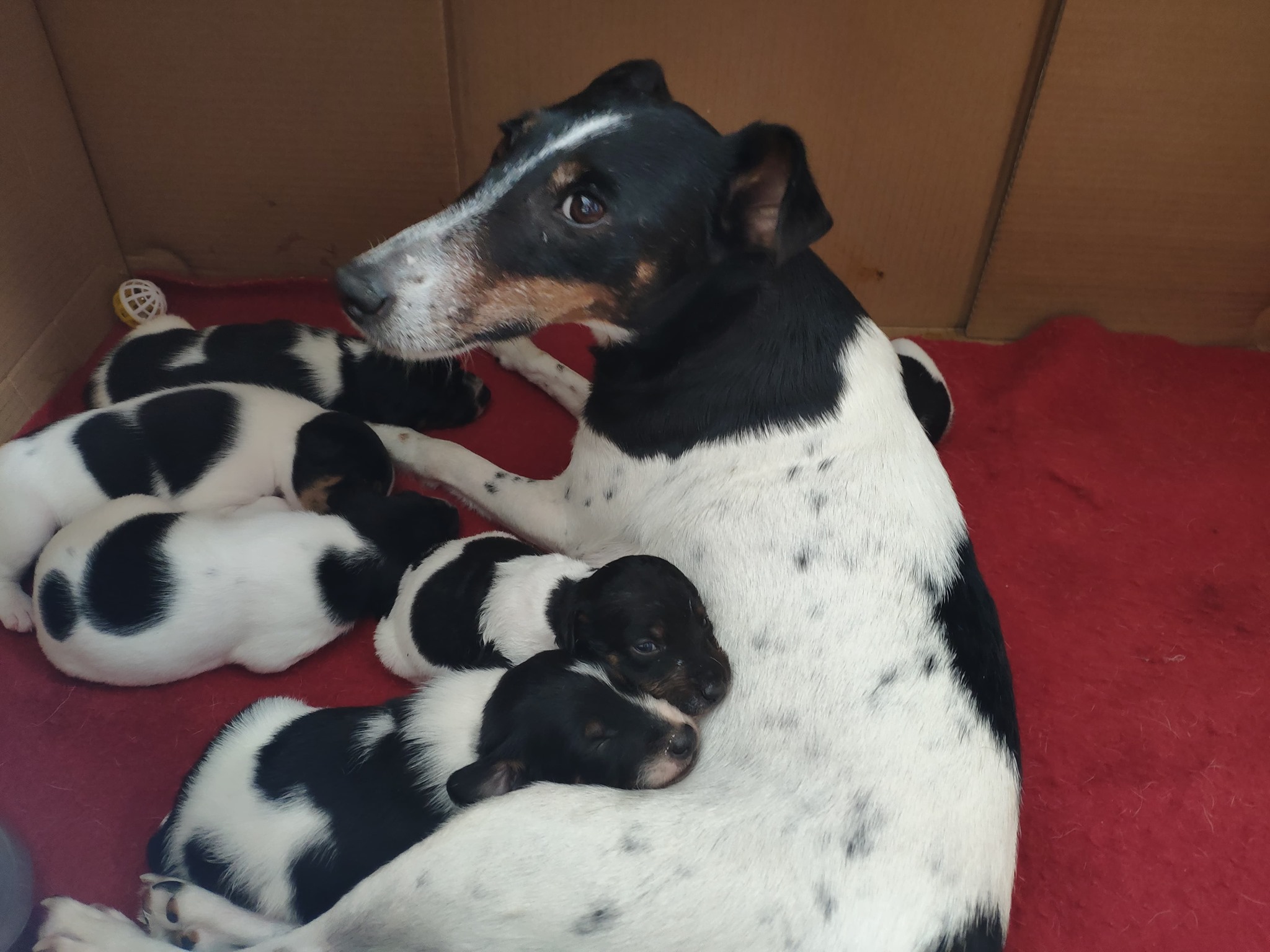 Chiot Fox Terrier Poil Lisse à Vendre