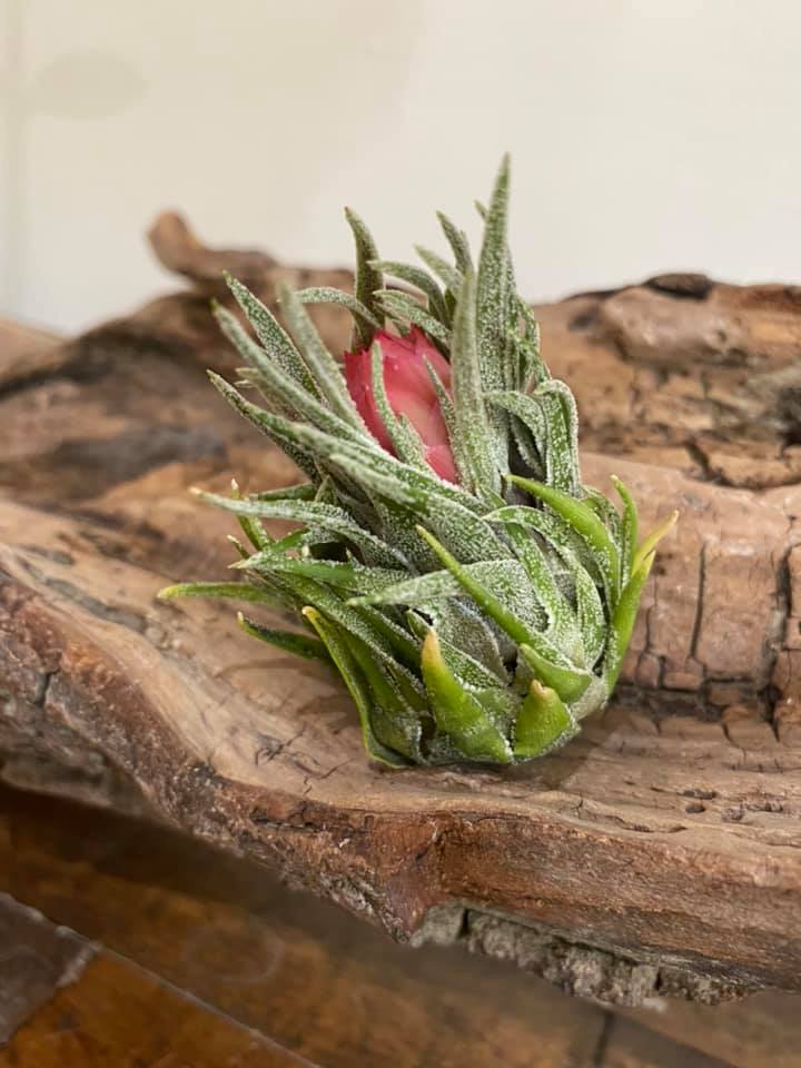 Miniature and quite rare Tillandsia sprengeliana is blooming. :)