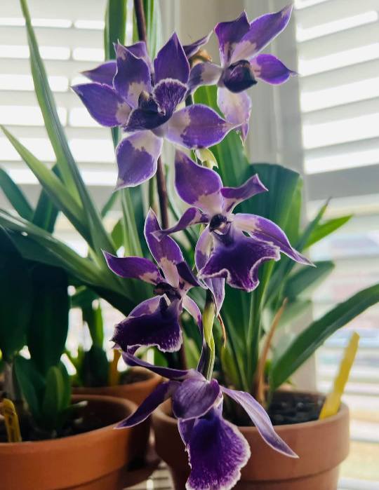 【ichimama】 Murasakikomachi 'Blue Hawai'i' orchid in full bloom