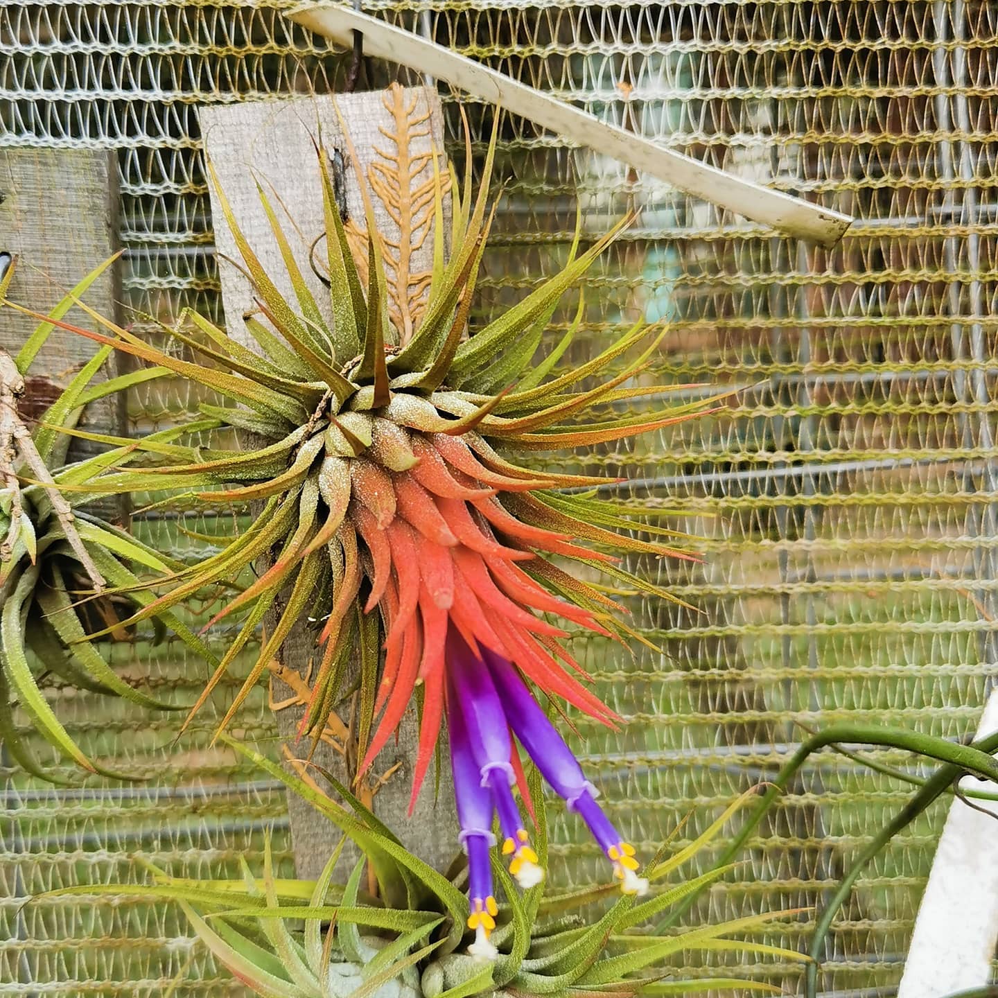 Do you have a Tillandsia ionantha 'Mexican Zebra' air plant?