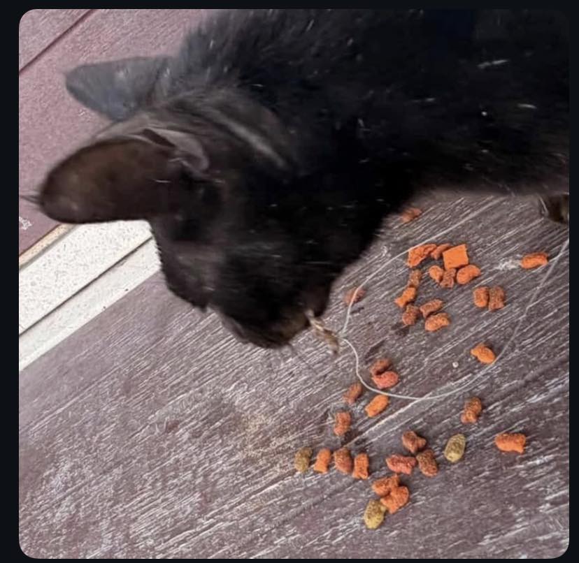 black cat on fish hook Buy SHILPMART Charm Girl Gifts Bright Colourful Cute Charm Women Girl Drops Earrings at and the wide gaps can accept the large bait that catfish love. Help for stray black cat