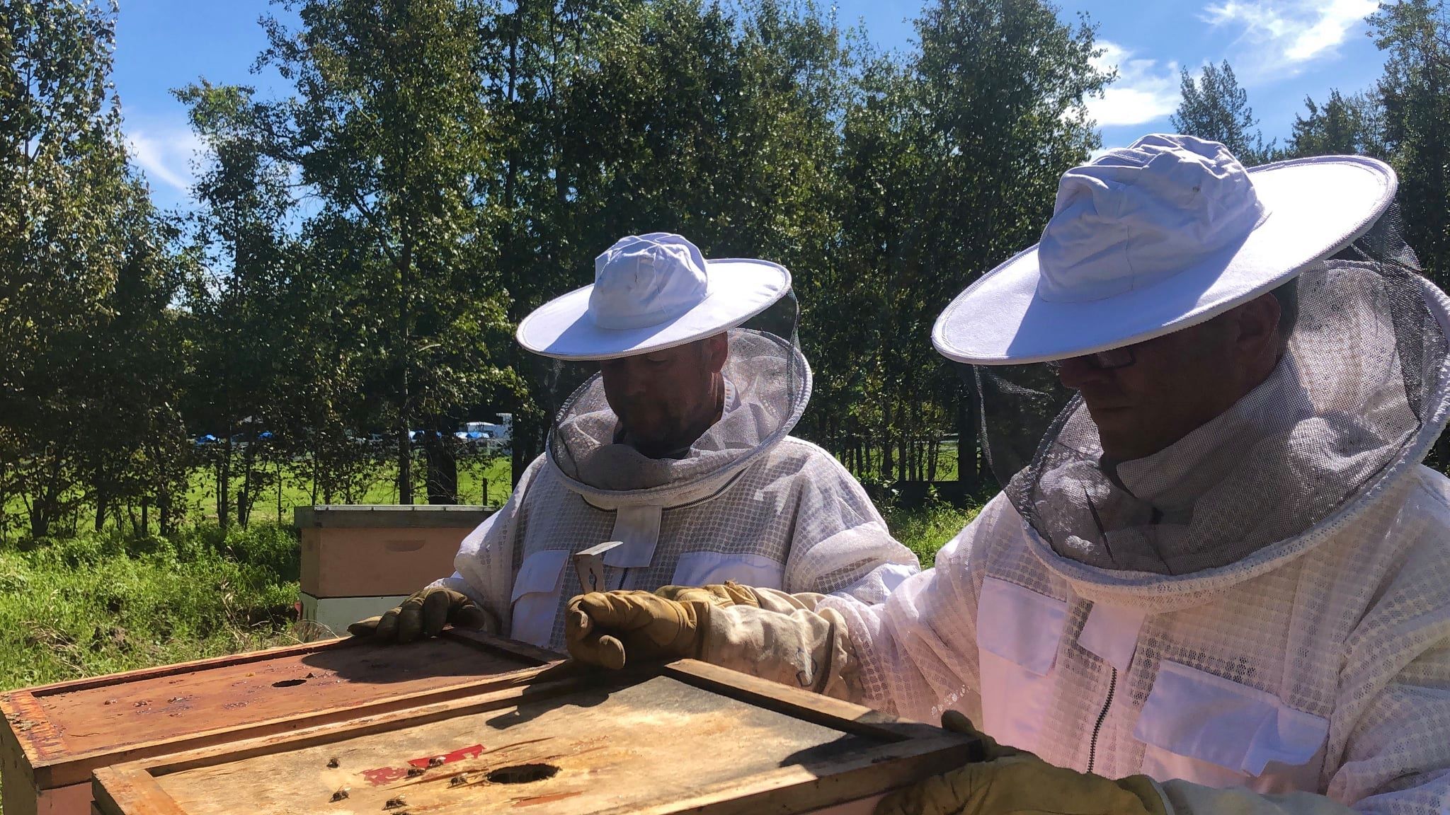 Bridge Bees