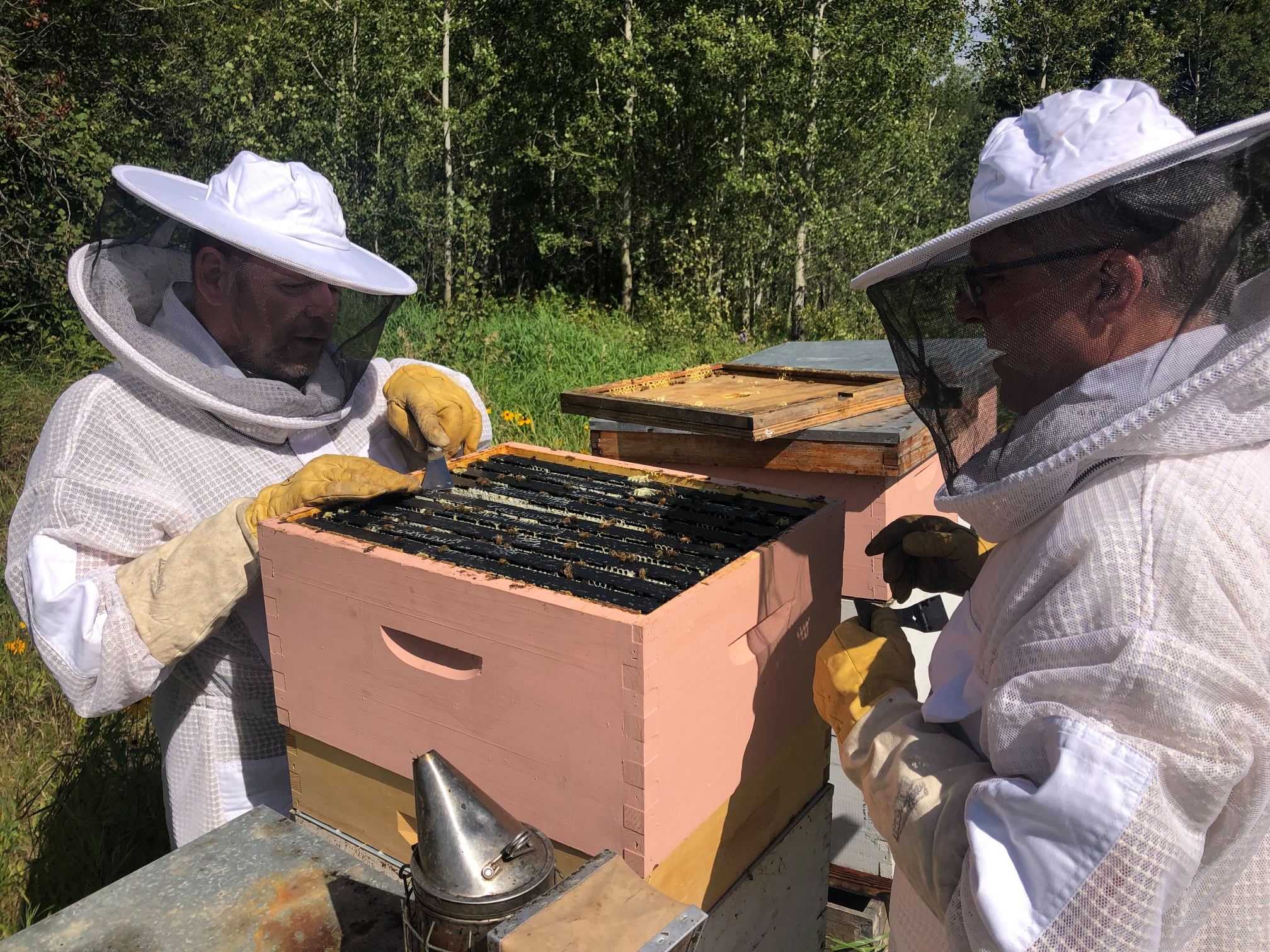 Bridge Bees