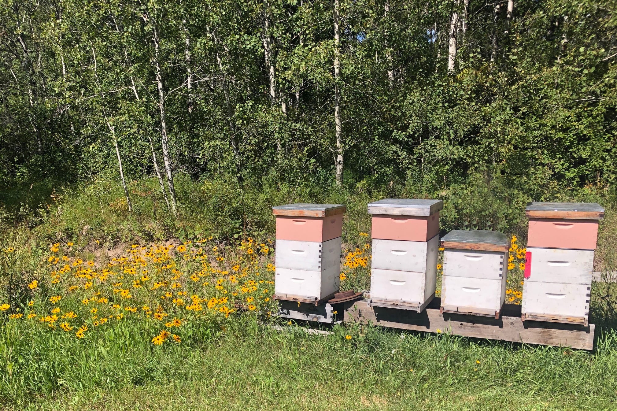 Bridge Bees