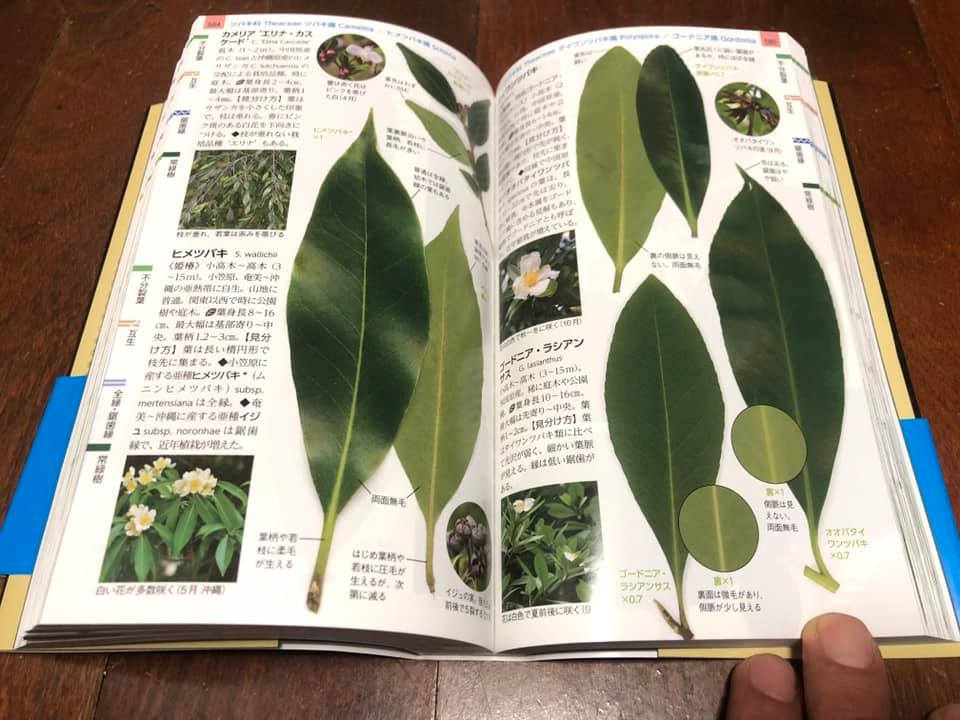 増補改訂 樹木の葉』（山と渓谷社、税込5500円）が発売になりました