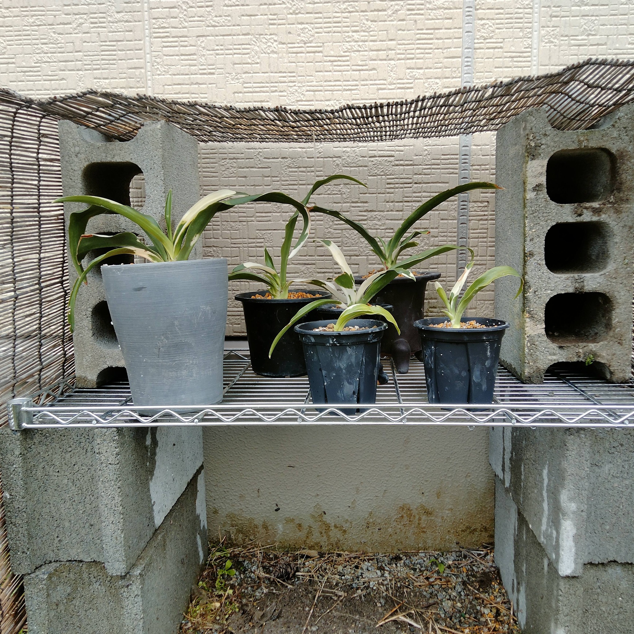 古典園芸植物の万年青（オモト）を株分け植え替えしました【品種 文鳥