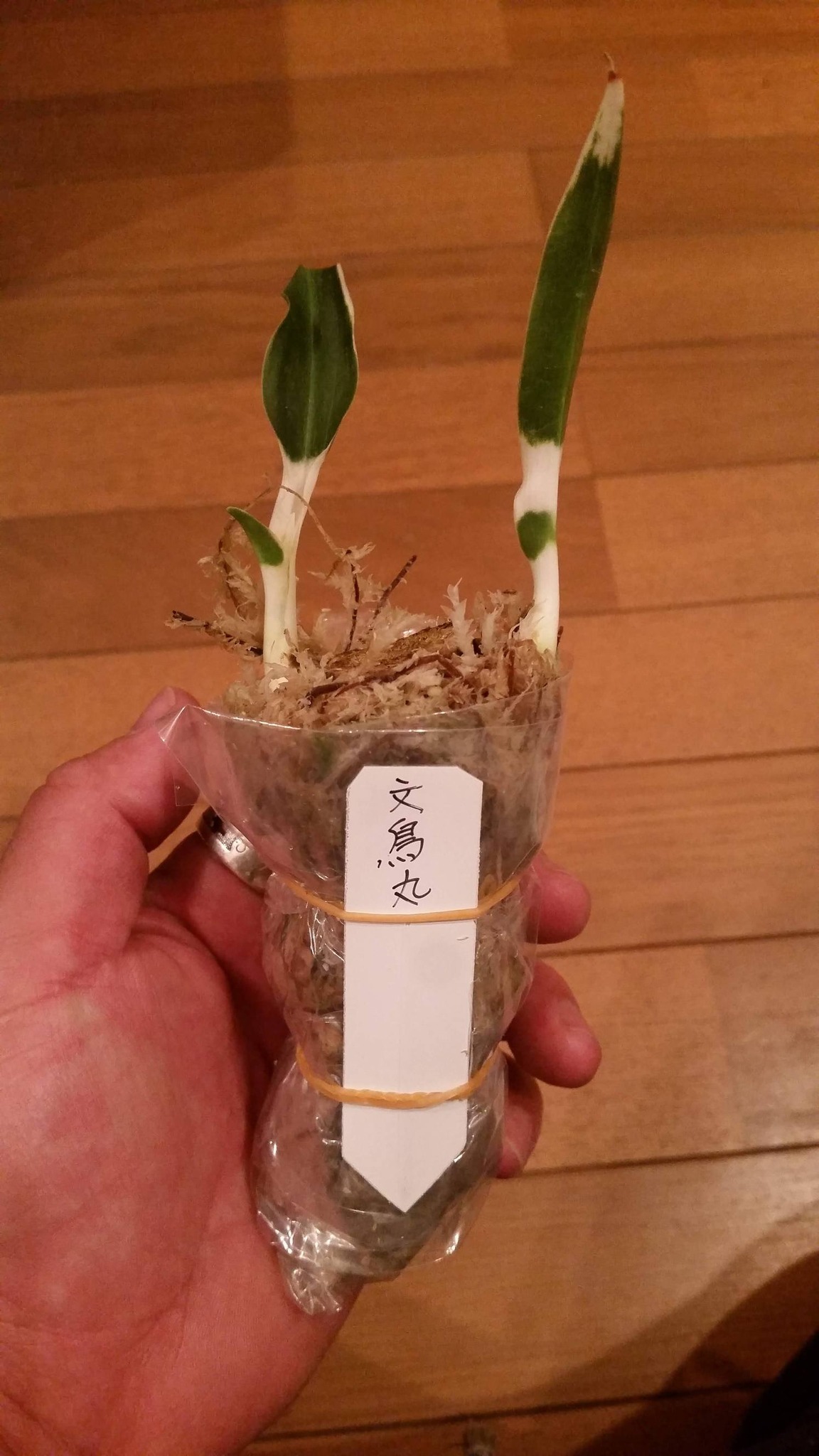古典園芸植物の万年青（オモト）を株分け植え替えしました【品種 文鳥