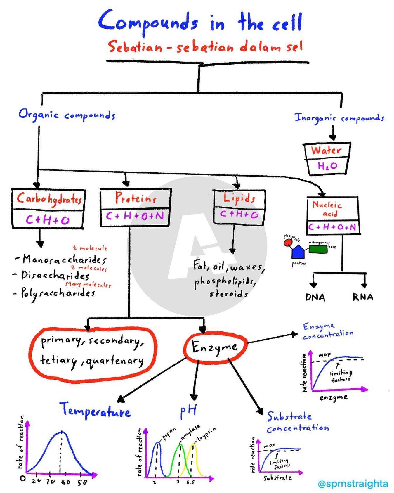 Ulangkaji - Compounds in The Cell 🦠 (Sebatian-sebatian dalam sel) # ...