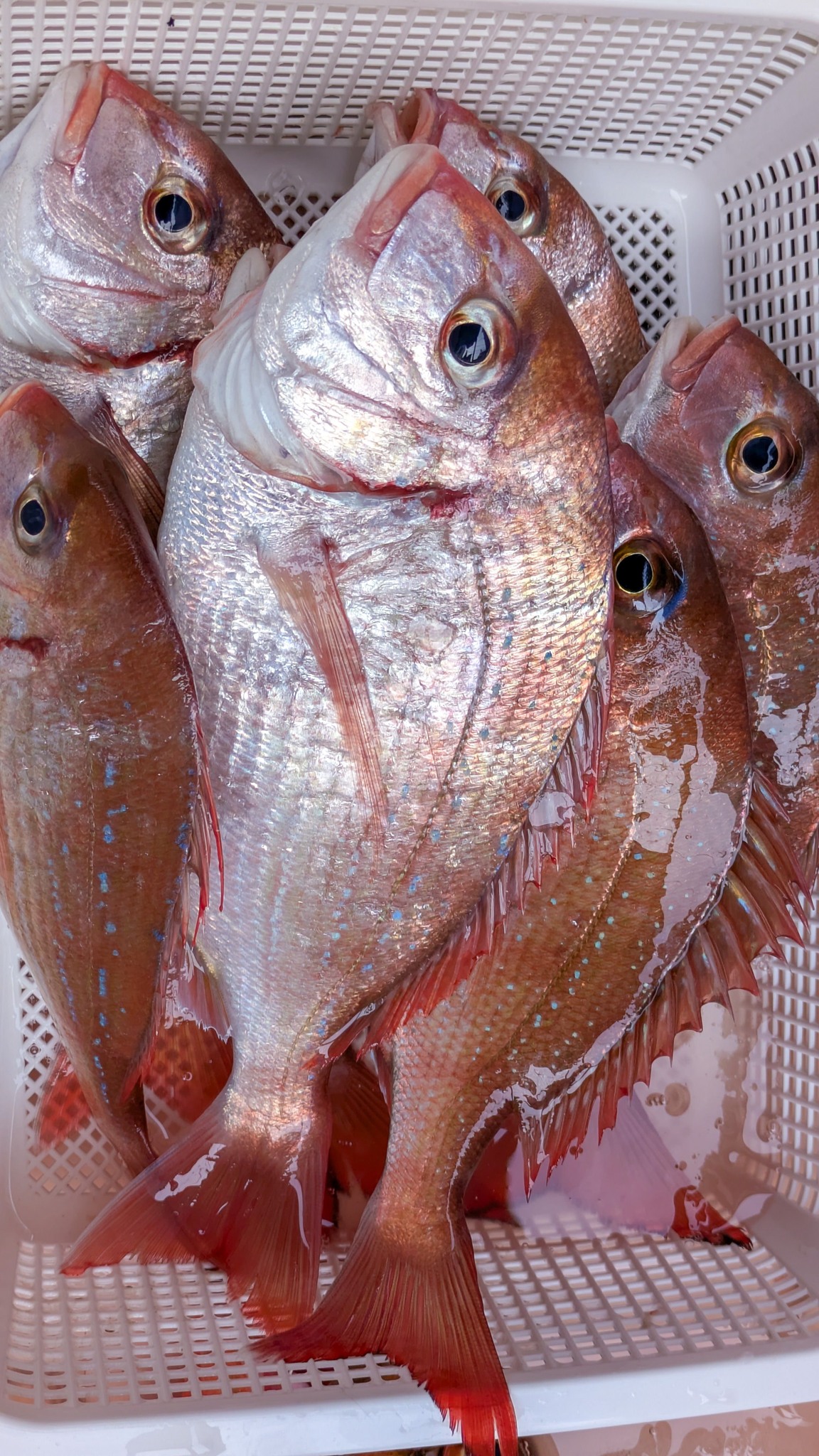 The cherry sea bream my wife caught #redseabream #japanesefood