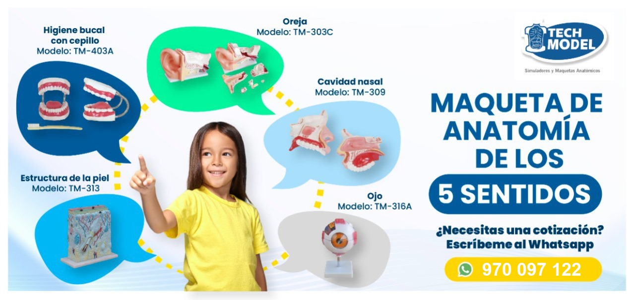 Tech-Model - 🧑‍🔬 CONOCE NUESTROS MODELOS DIDÁCTICOS:...