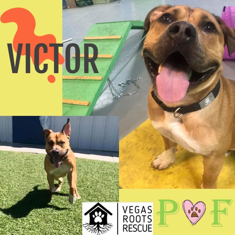 Look how amazing Victor is doing in... - Vegas Roots Rescue